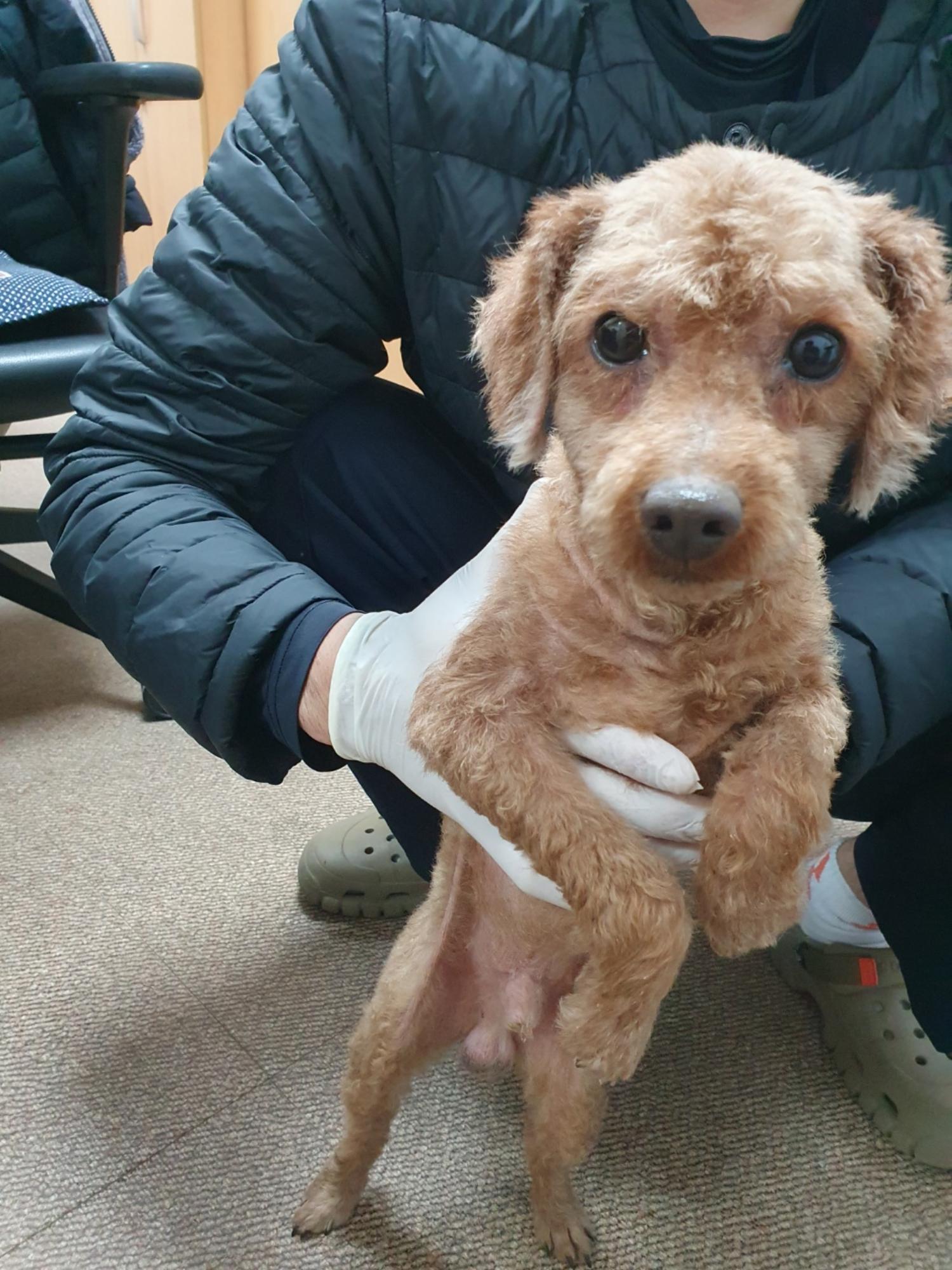 푸들 이미지 파일 입니다.