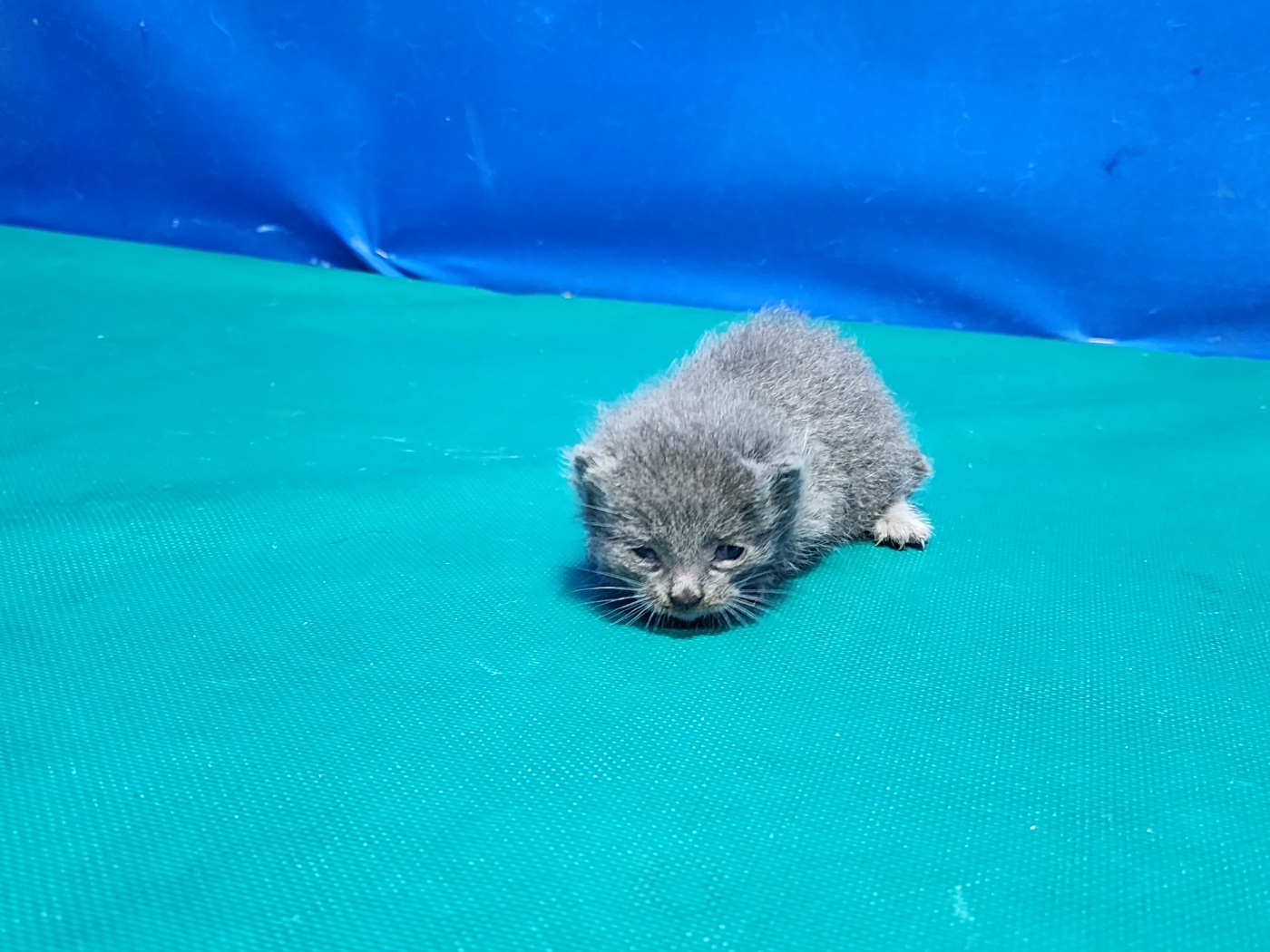 한국 고양이 이미지 파일 입니다.