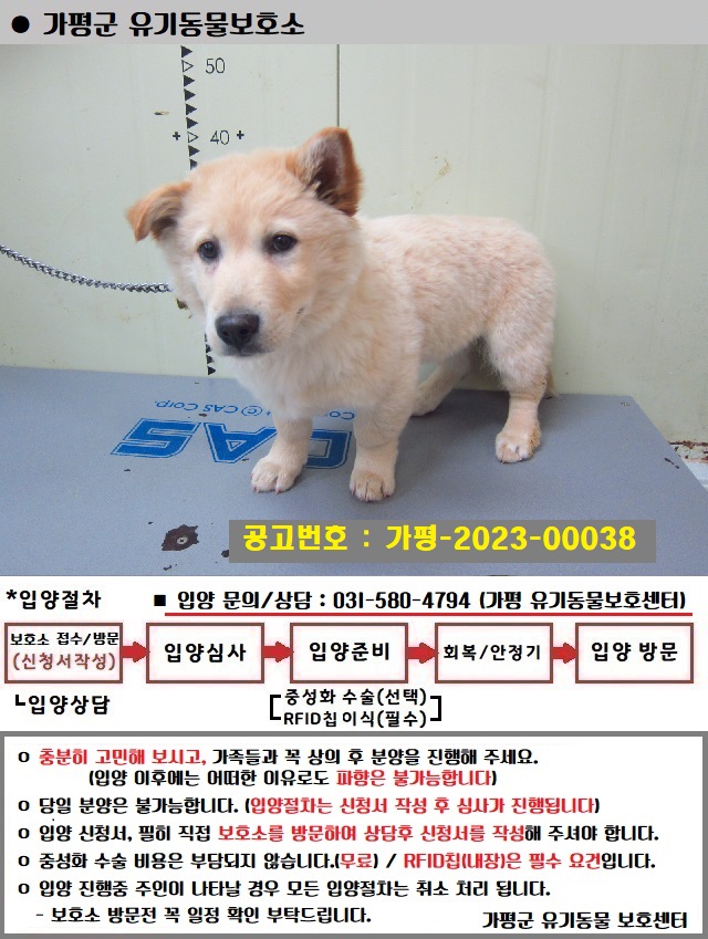믹스견 이미지 파일 입니다.