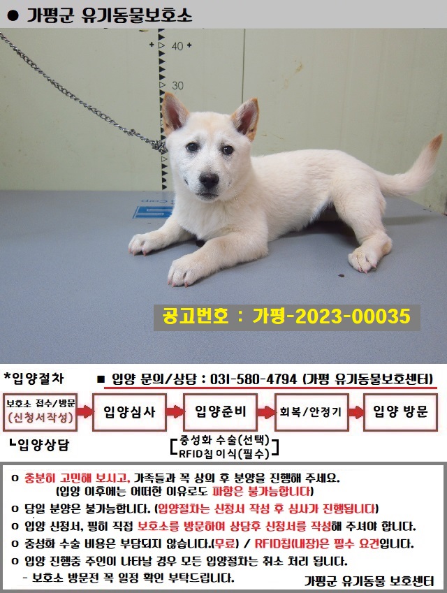 믹스견 이미지 파일 입니다.