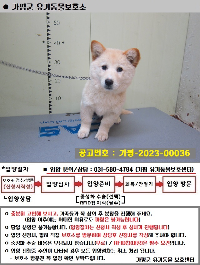 믹스견 이미지 파일 입니다.