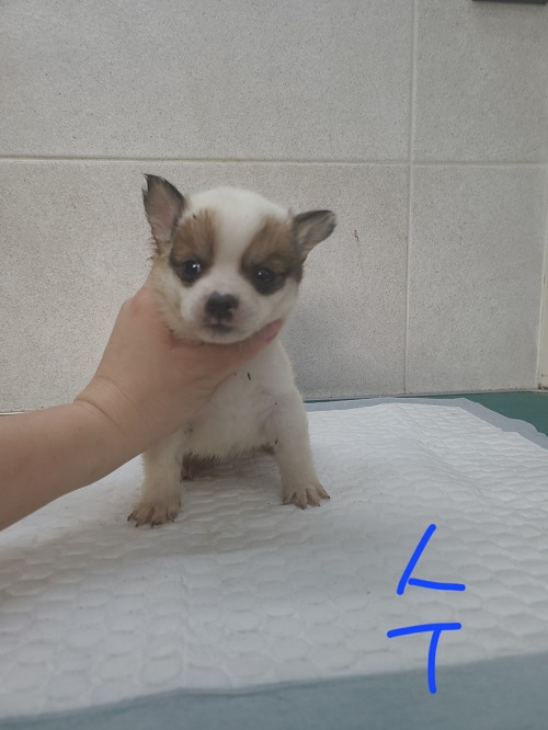 믹스견 이미지 파일 입니다.