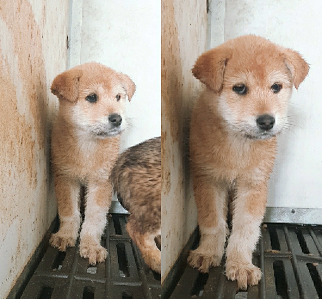 믹스견 이미지 파일 입니다.