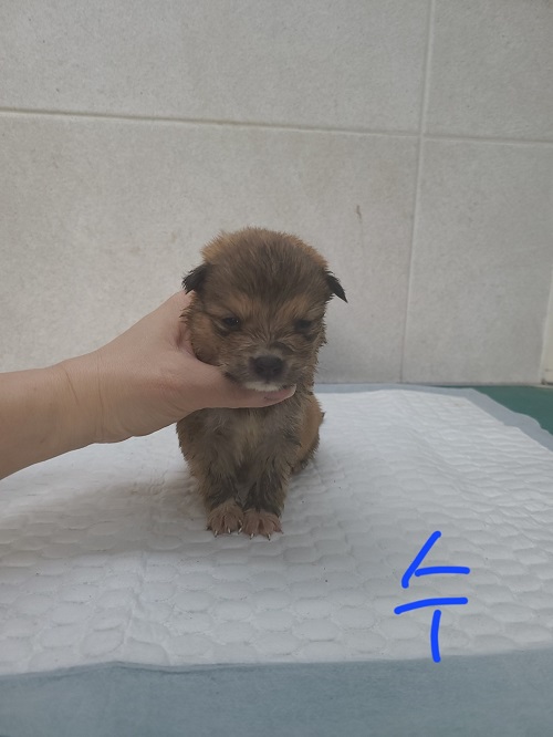 믹스견 이미지 파일 입니다.