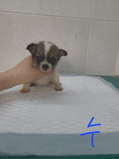 믹스견 이미지 파일 입니다.