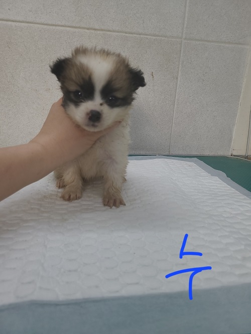 믹스견 이미지 파일 입니다.