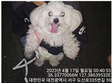 말티즈 이미지 파일 입니다.