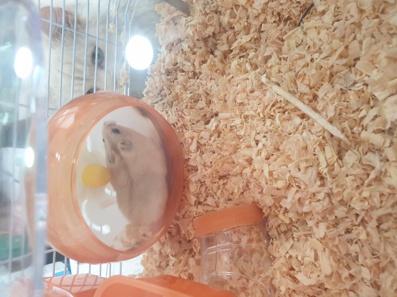 [기타축종] 햄스터 이미지 파일 입니다.