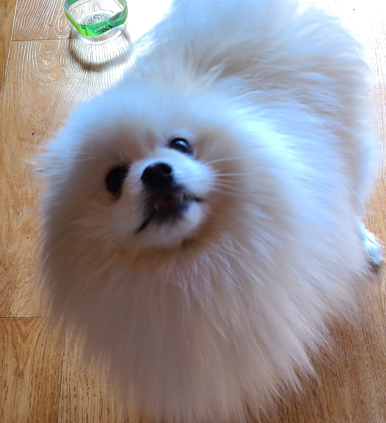 포메라니안 이미지 파일 입니다.