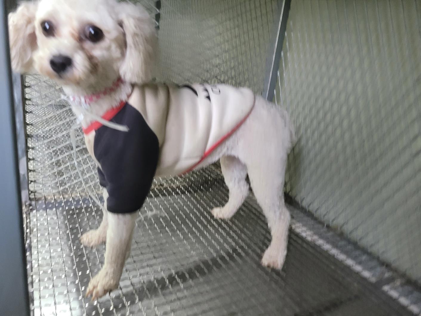 푸들 이미지 파일 입니다.