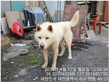 믹스견 이미지 파일 입니다.