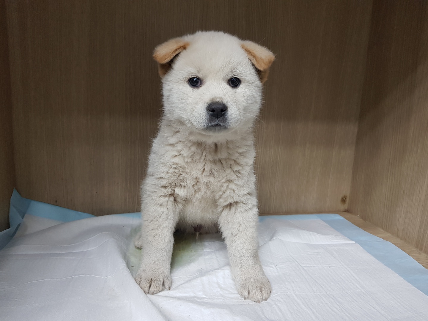 믹스견 이미지 파일 입니다.