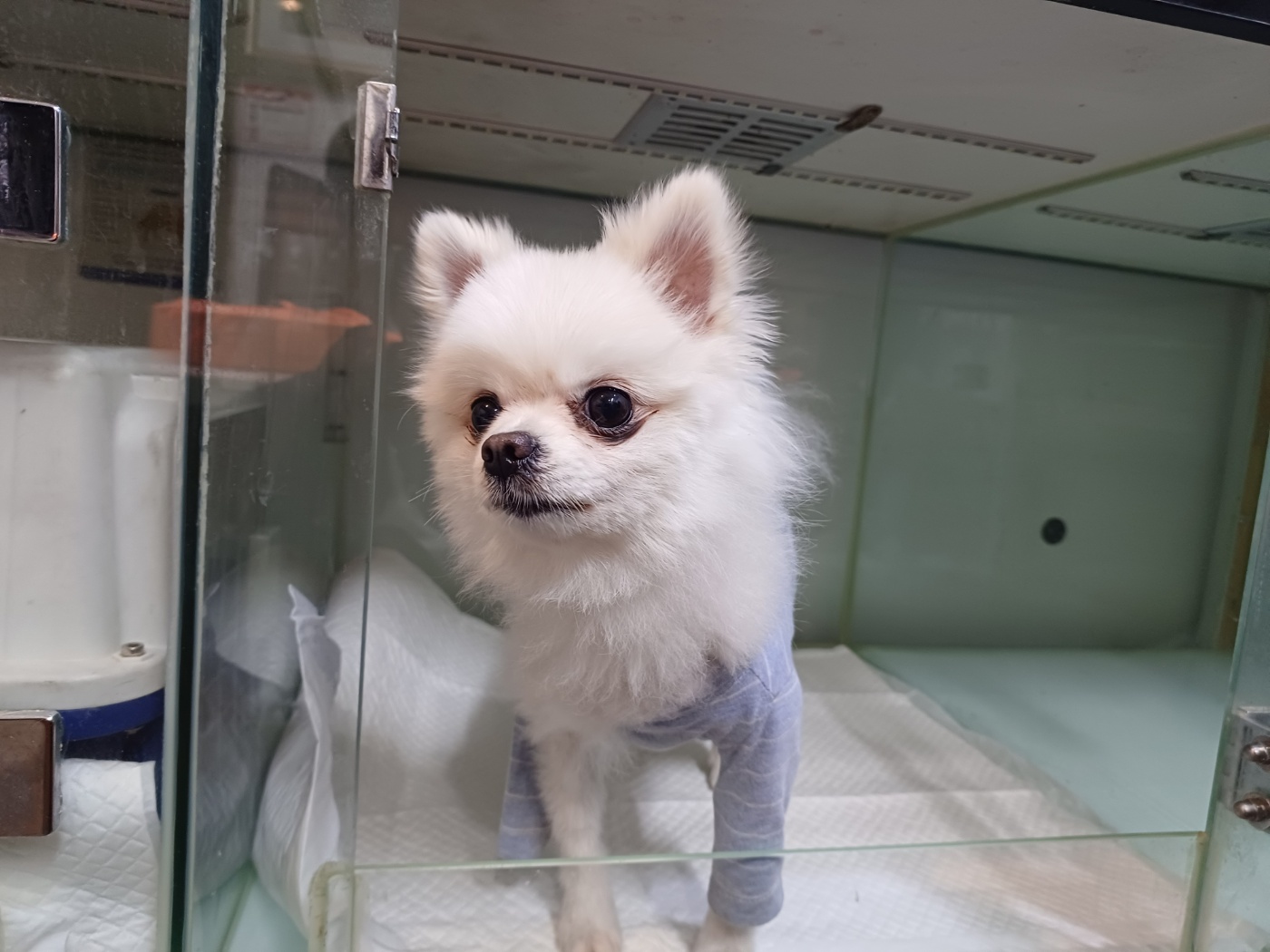 포메라니안 이미지 파일 입니다.