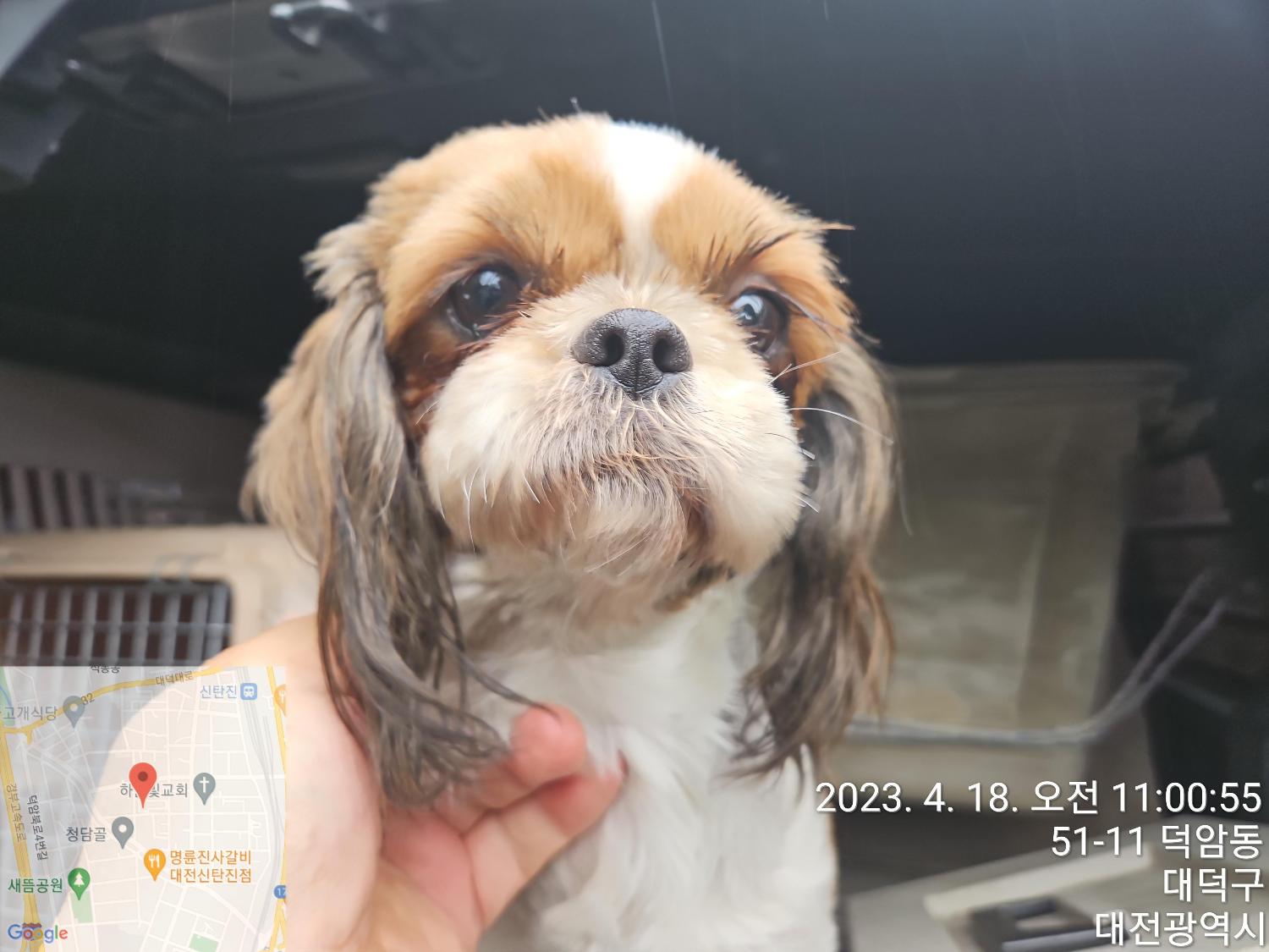 시츄 이미지 파일 입니다.