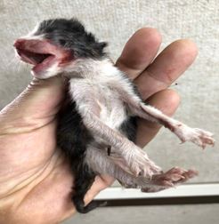 한국 고양이 이미지 파일 입니다.