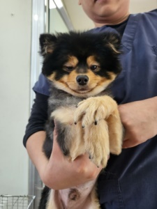 포메라니안 이미지 파일 입니다.