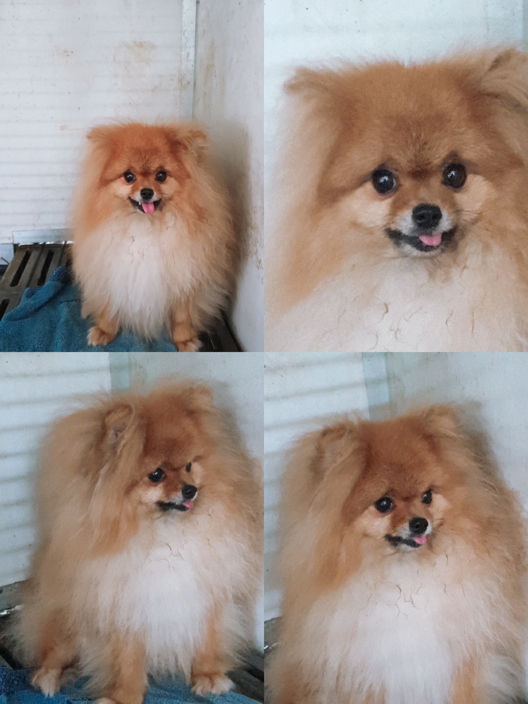 포메라니안 이미지 파일 입니다.