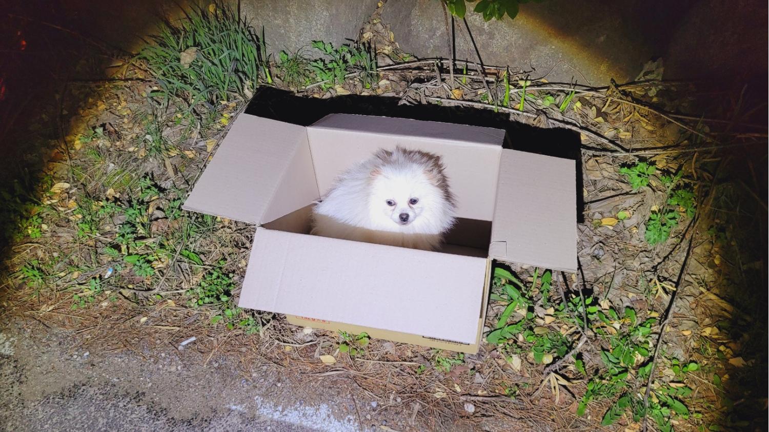 포메라니안 이미지 파일 입니다.