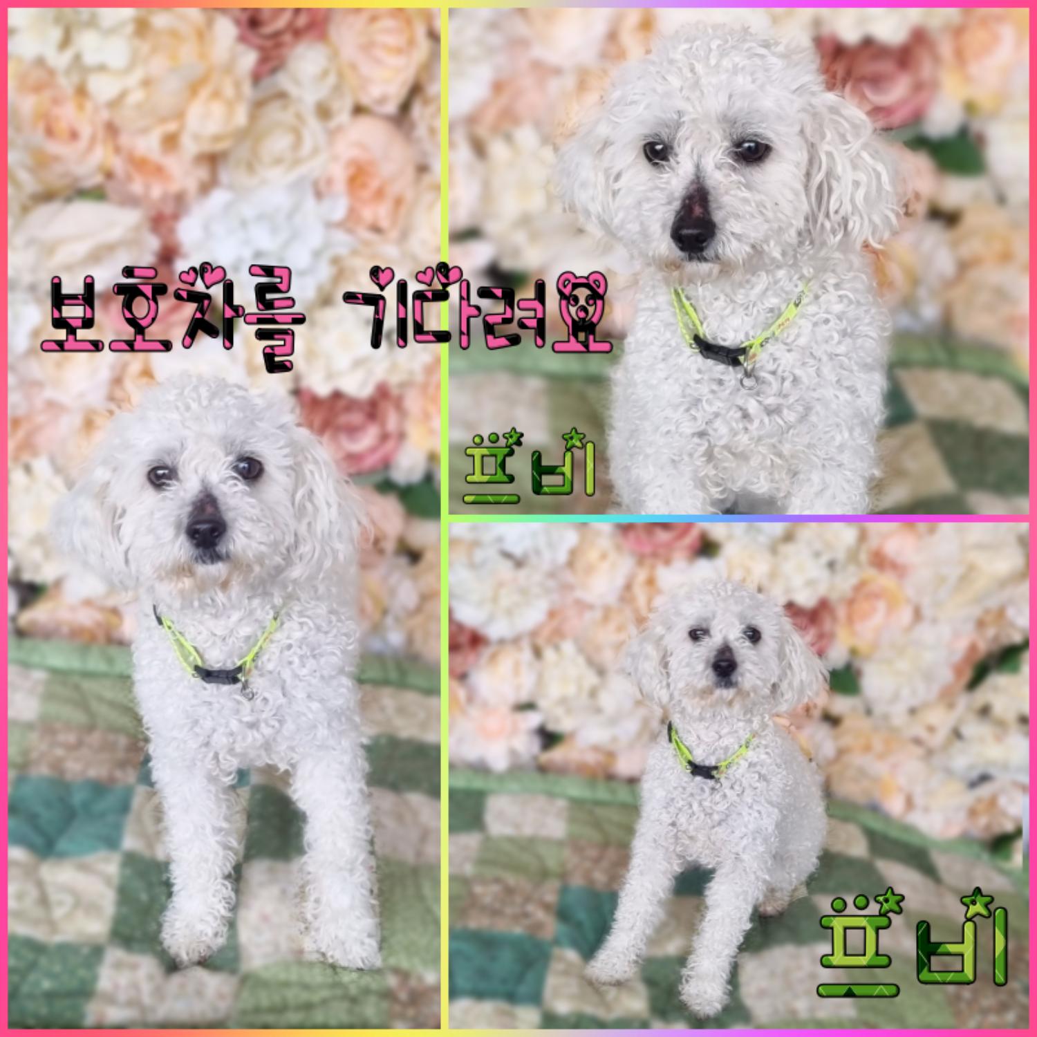 푸들 이미지 파일 입니다.