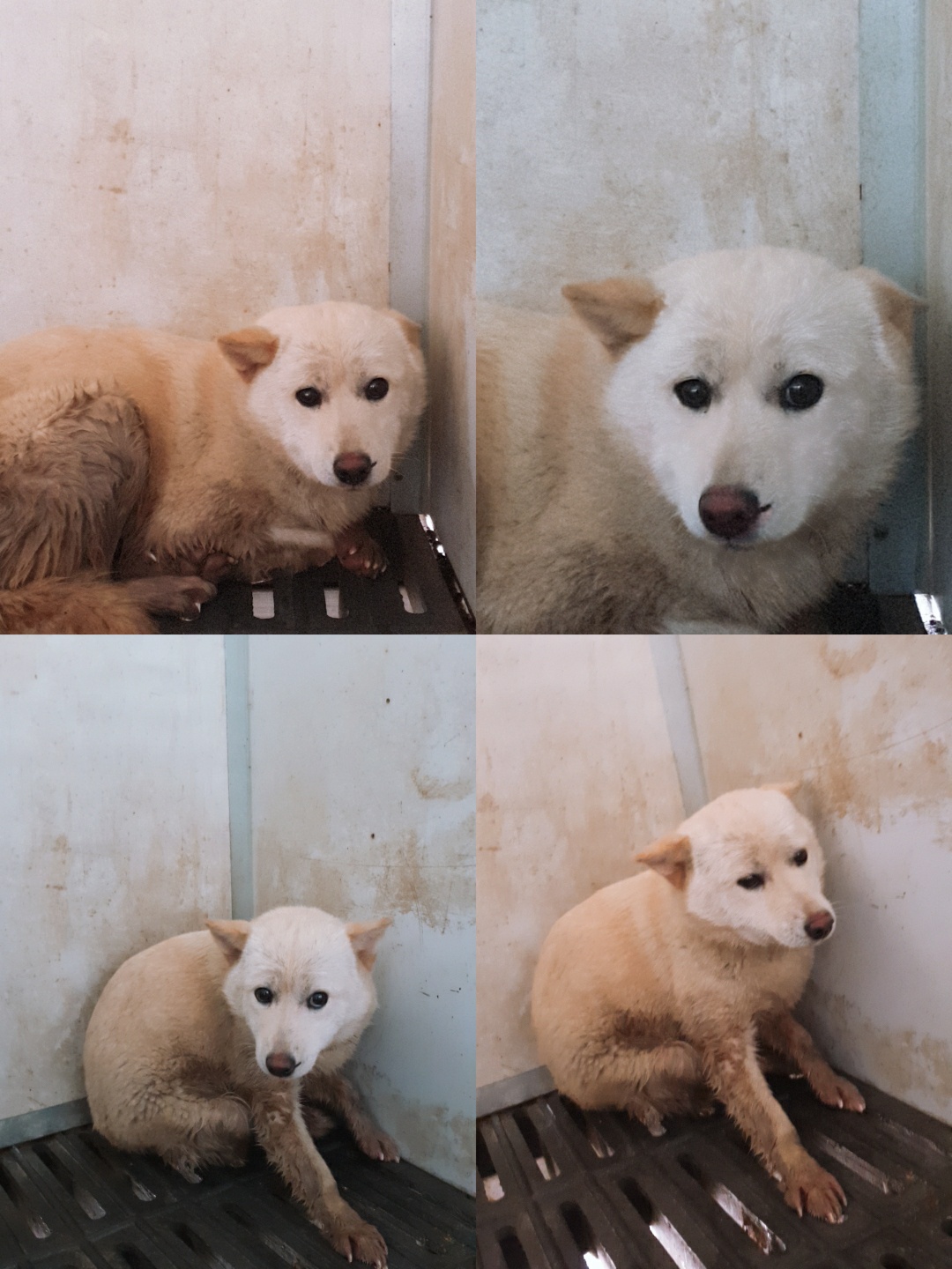 믹스견 이미지 파일 입니다.