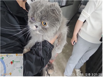 스코티시폴드 이미지 파일 입니다.