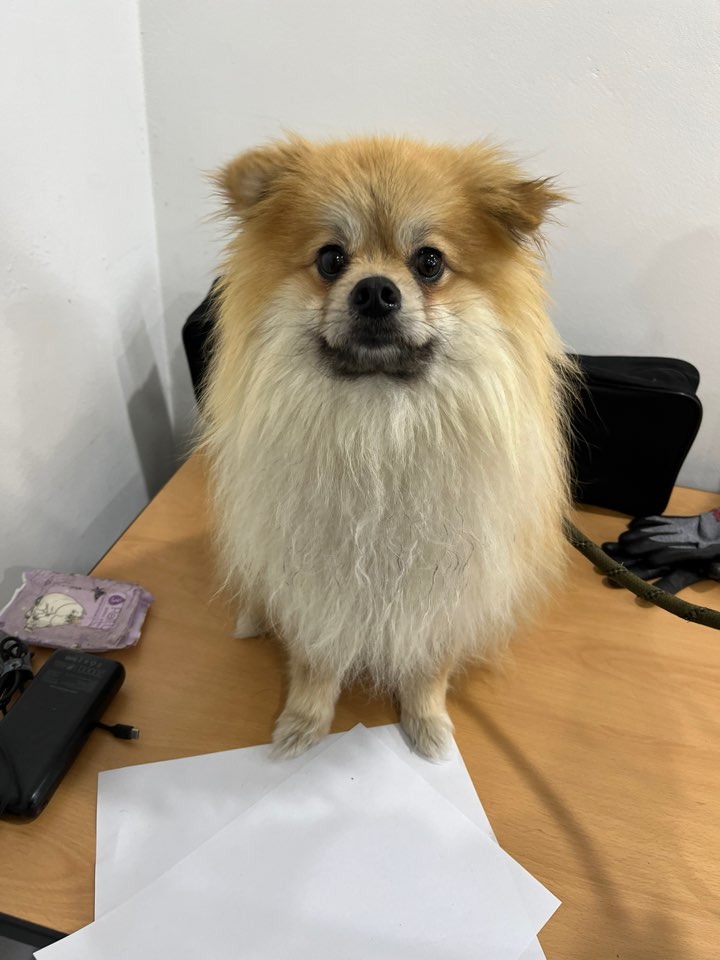 포메라니안 이미지 파일 입니다.