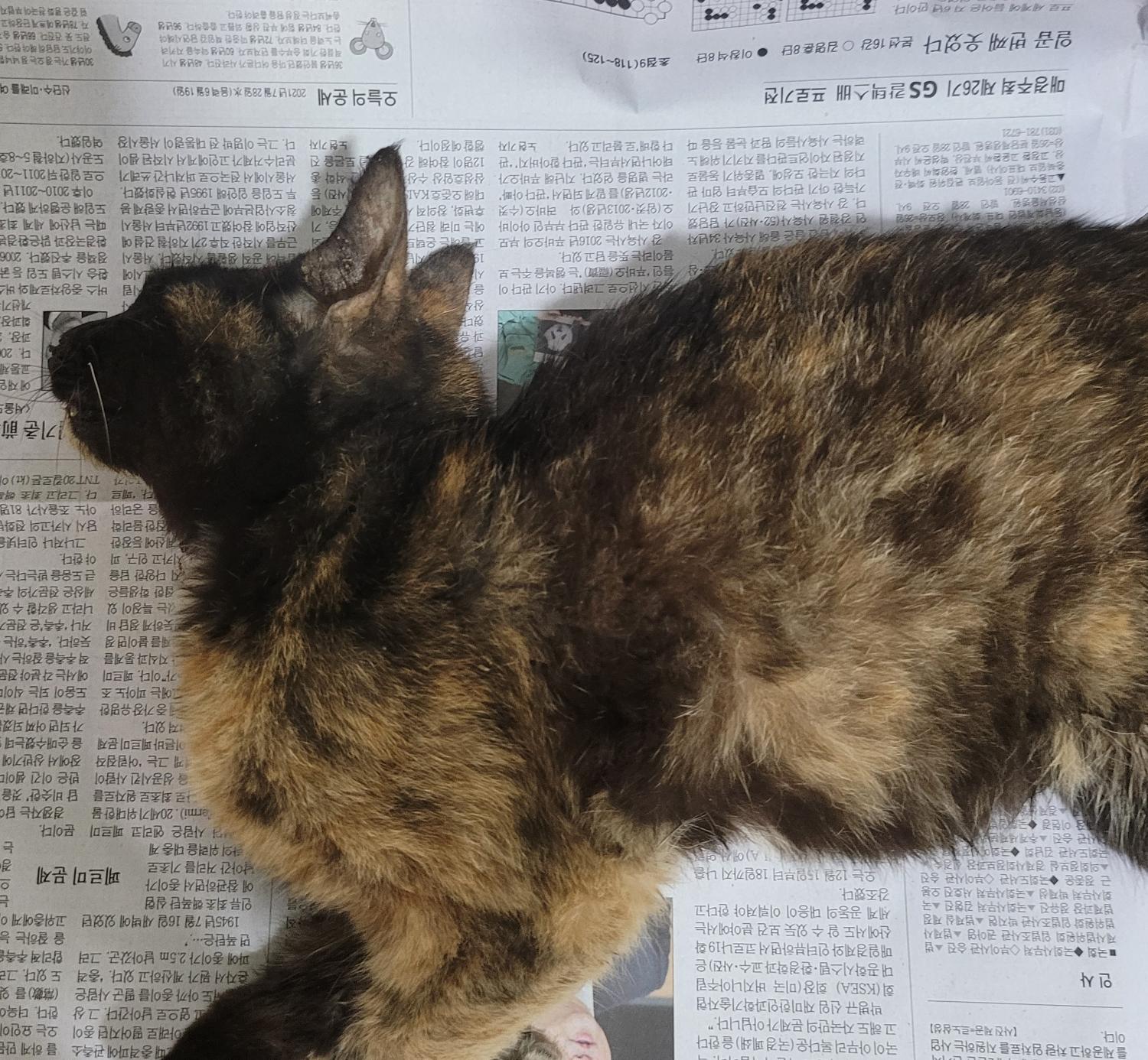 한국 고양이 이미지 파일 입니다.
