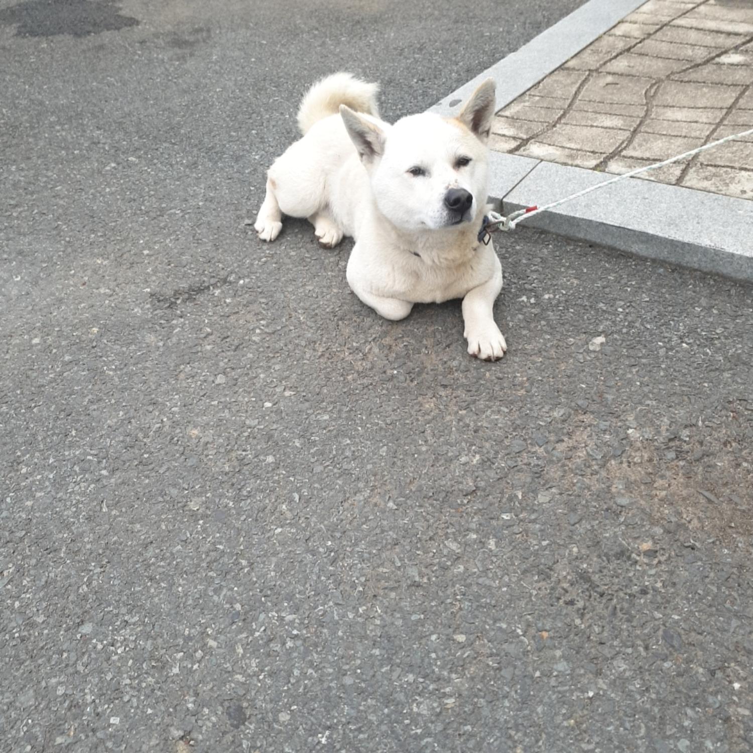믹스견 이미지 파일 입니다.