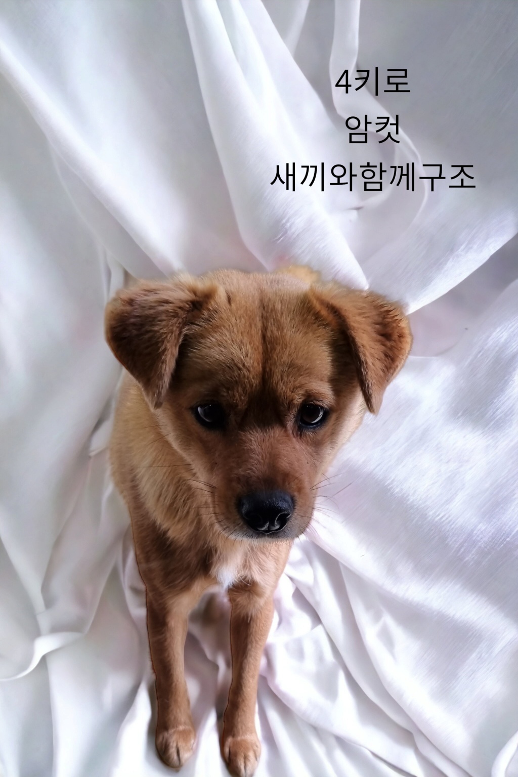 믹스견 이미지 파일 입니다.