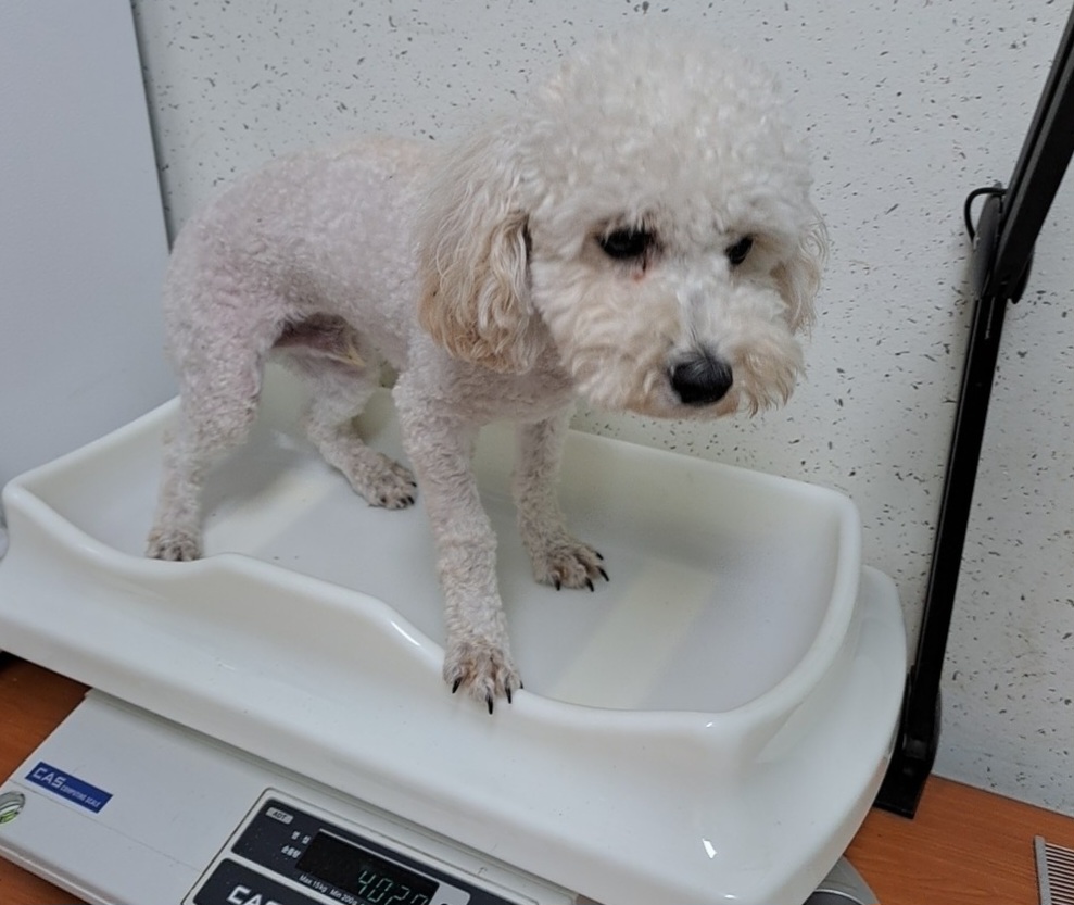 푸들 이미지 파일 입니다.