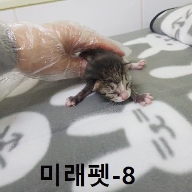 한국 고양이 이미지 파일 입니다.