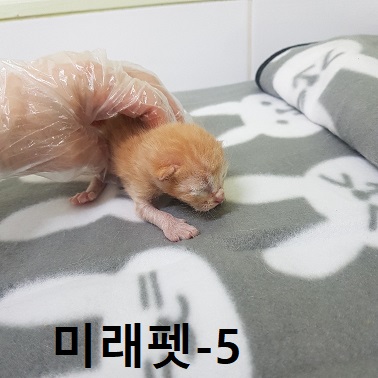 한국 고양이 이미지 파일 입니다.