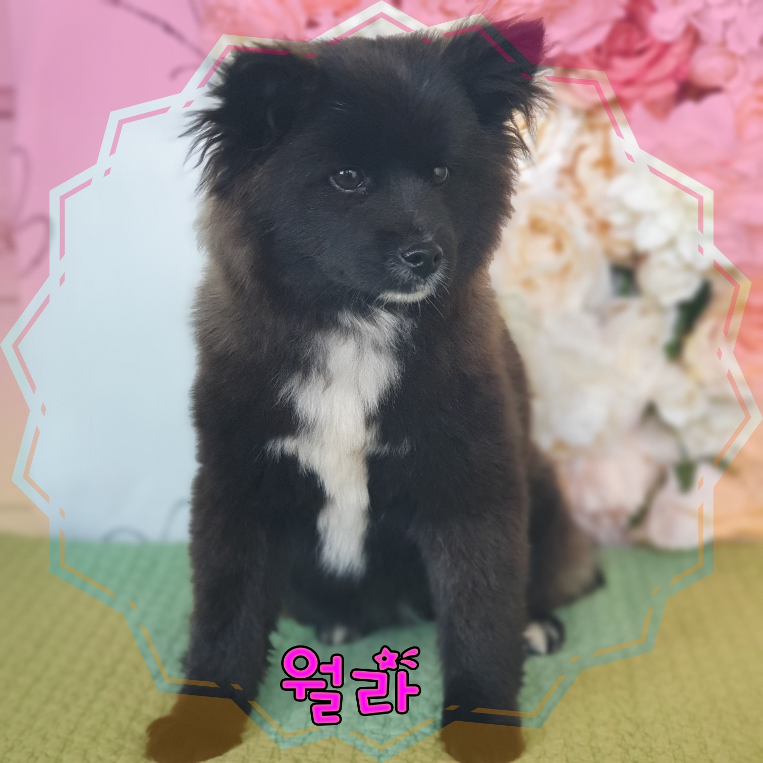 믹스견 이미지 파일 입니다.