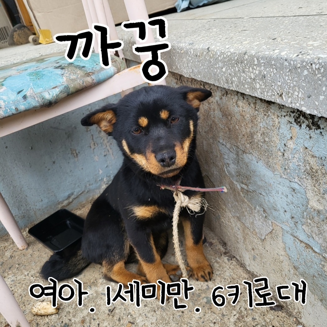 믹스견 이미지 파일 입니다.
