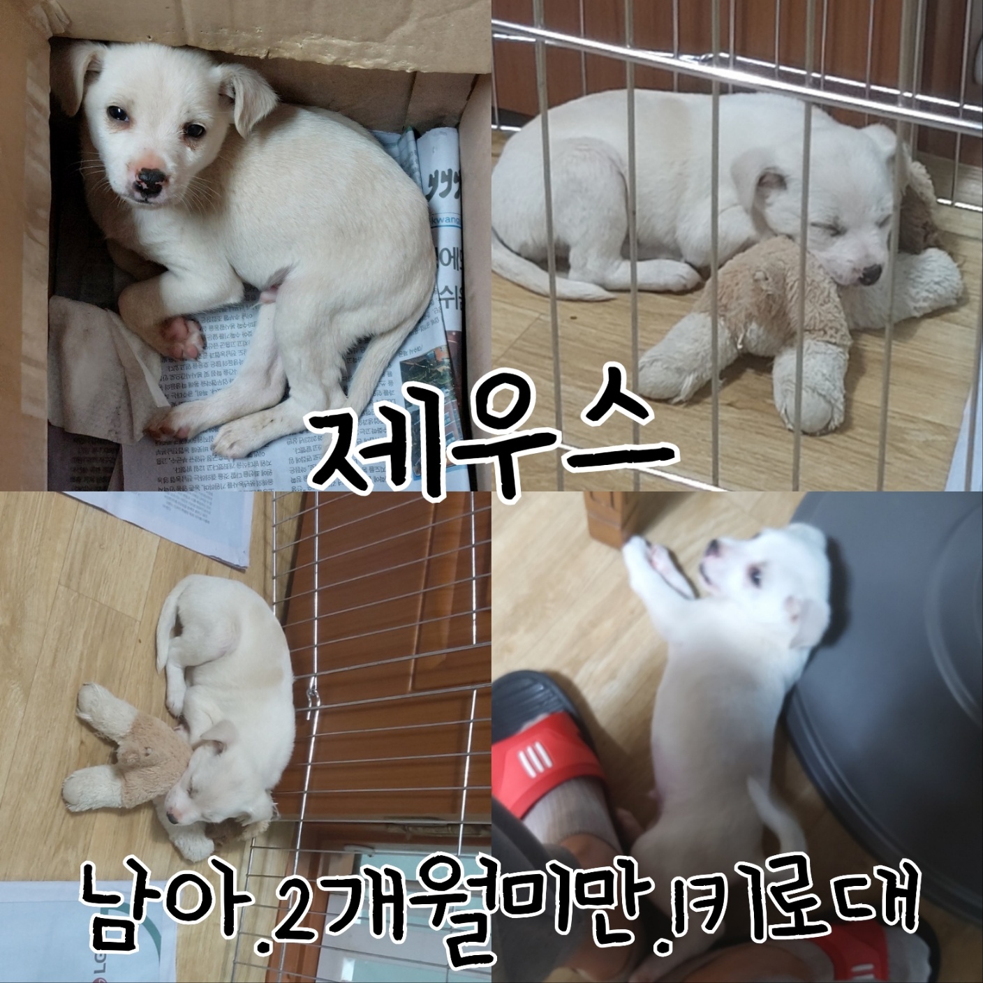 믹스견 이미지 파일 입니다.