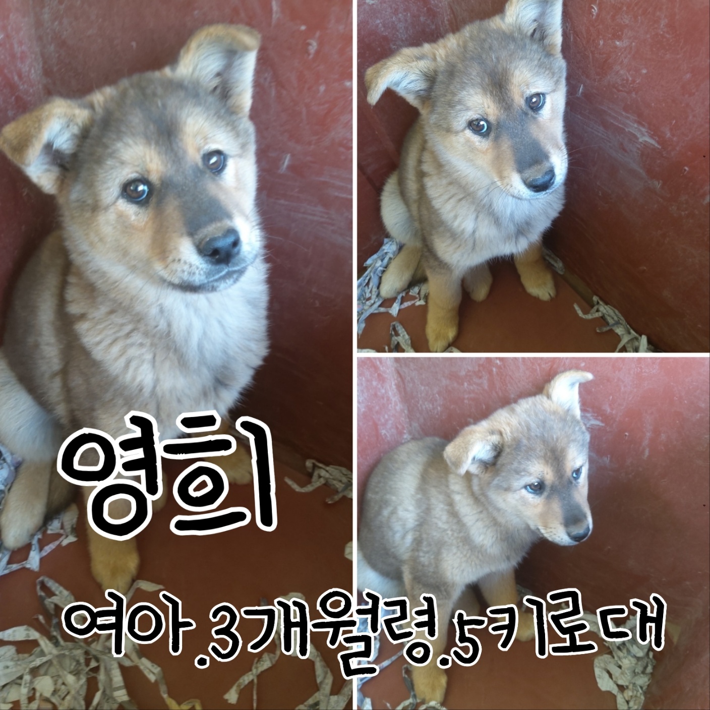 믹스견 이미지 파일 입니다.