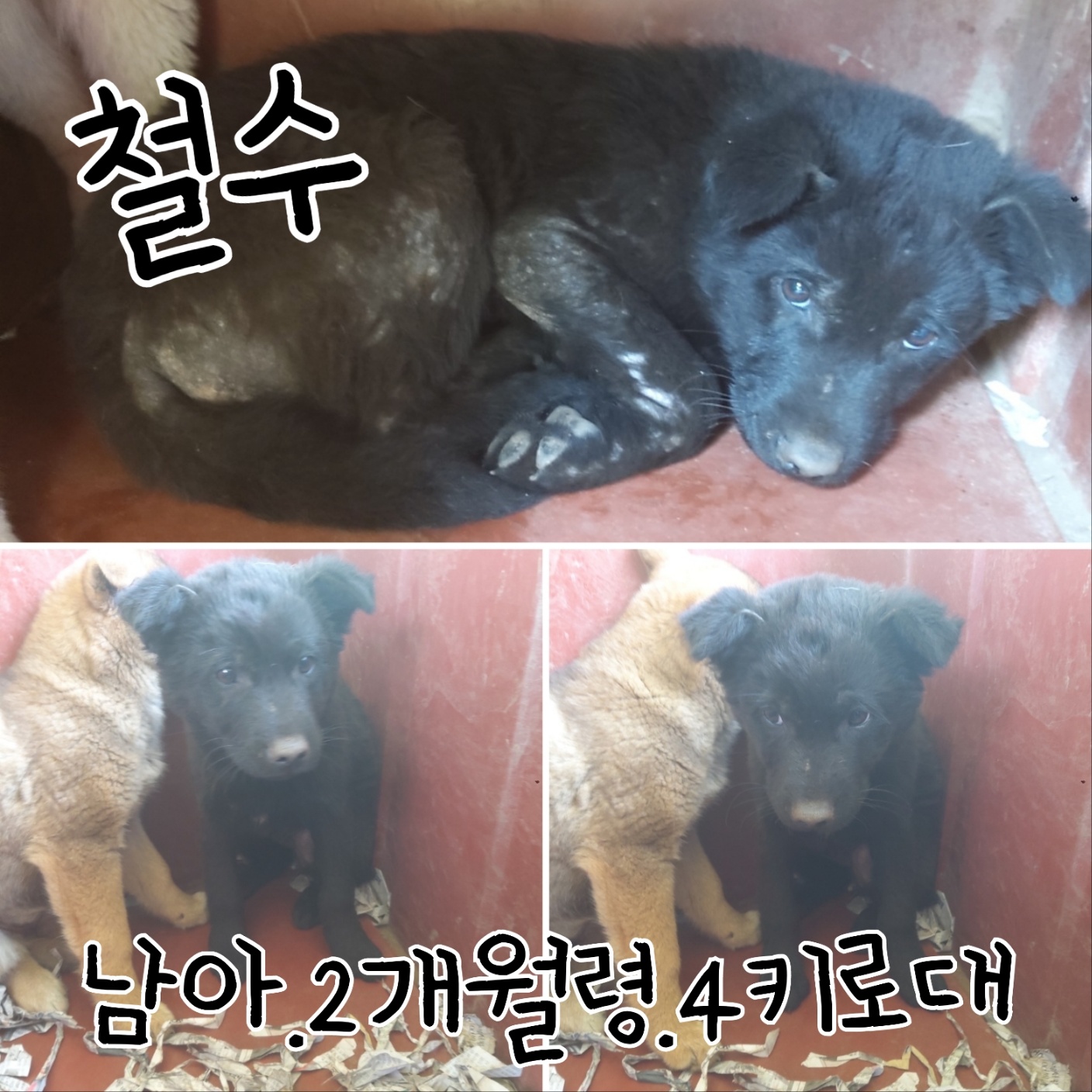 믹스견 이미지 파일 입니다.