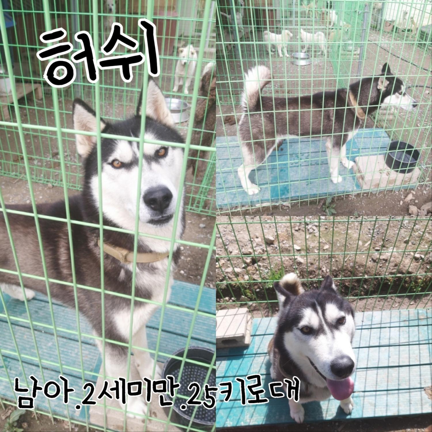 믹스견 이미지 파일 입니다.