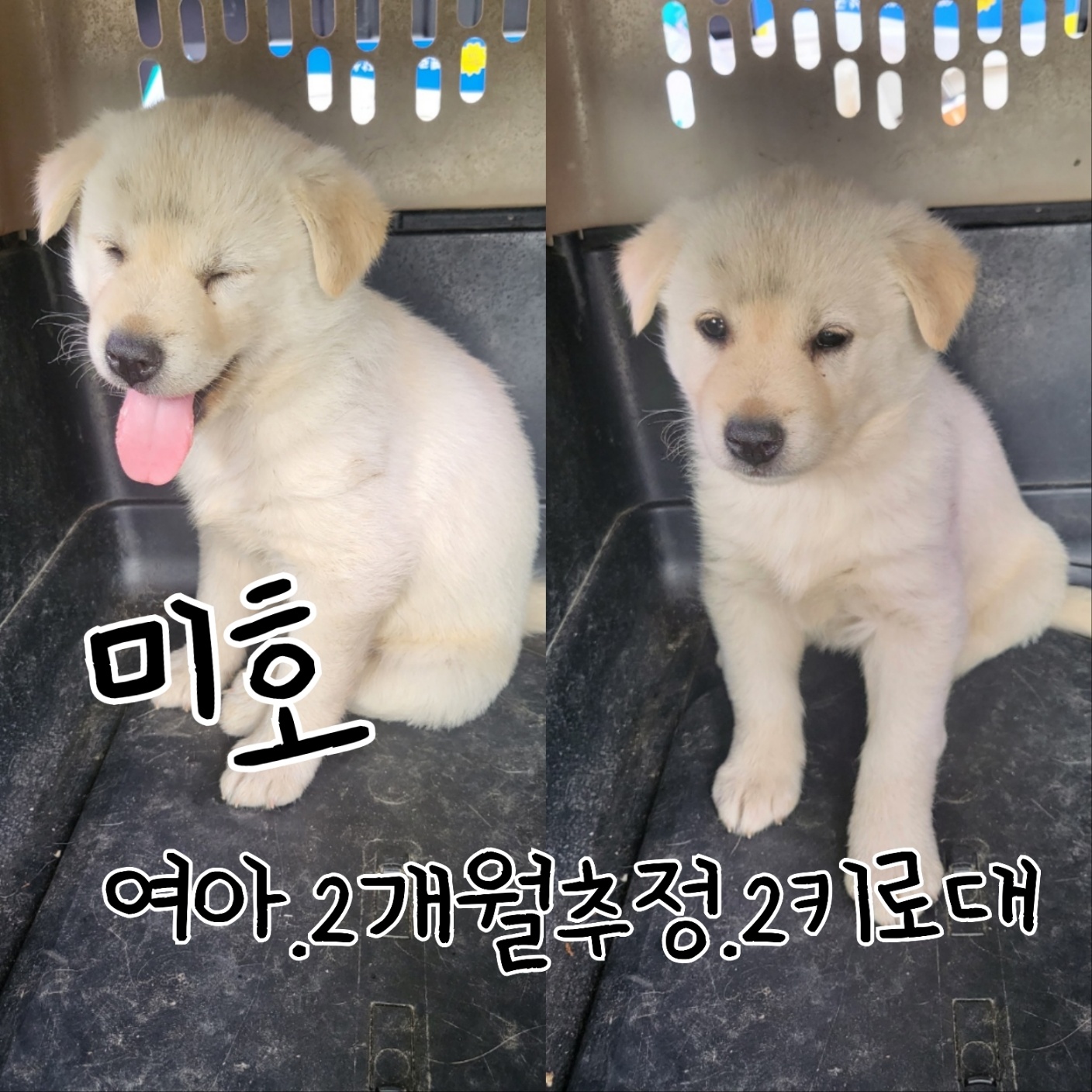 믹스견 이미지 파일 입니다.