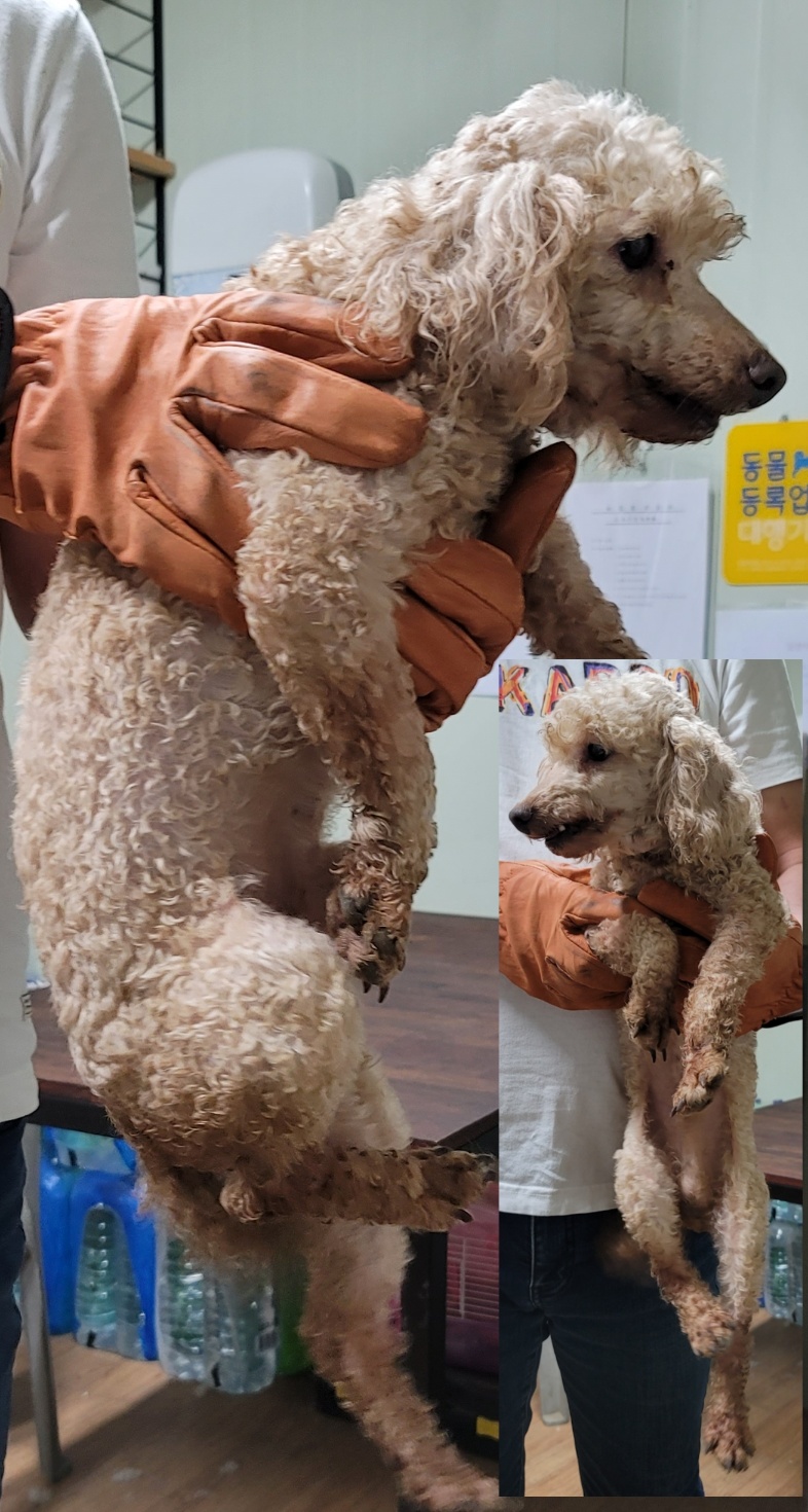 푸들 이미지 파일 입니다.