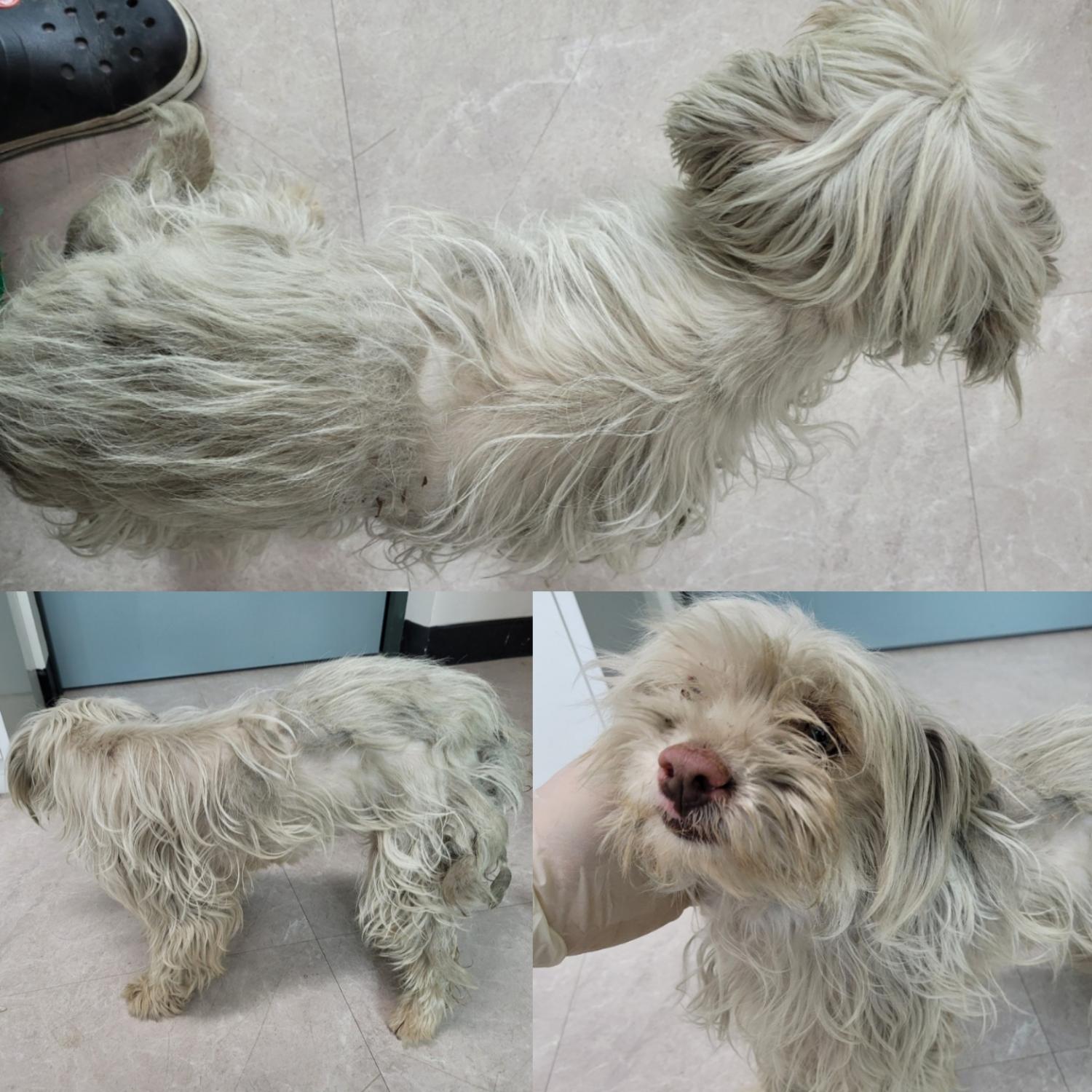 믹스견 이미지 파일 입니다.