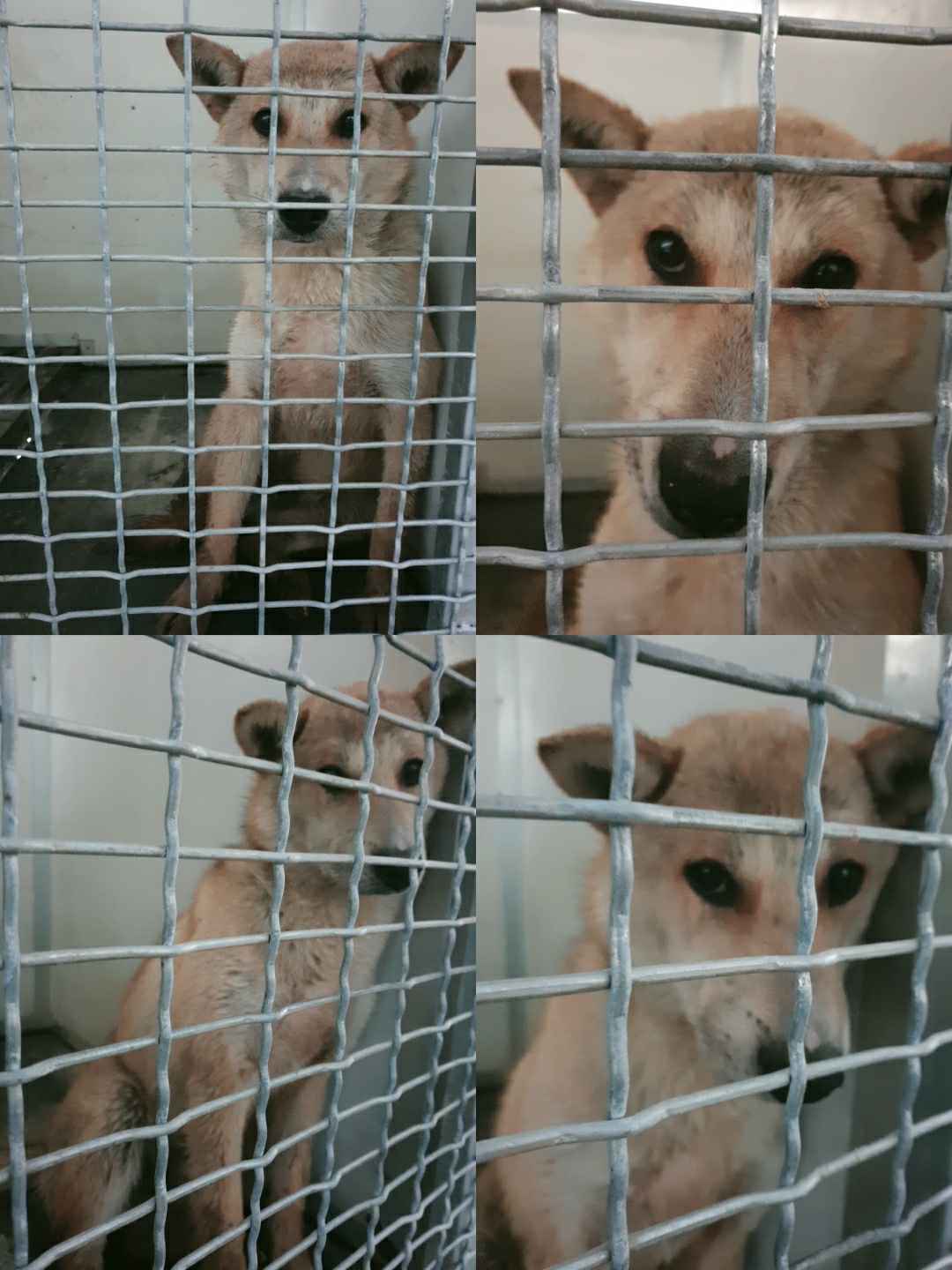 믹스견 이미지 파일 입니다.