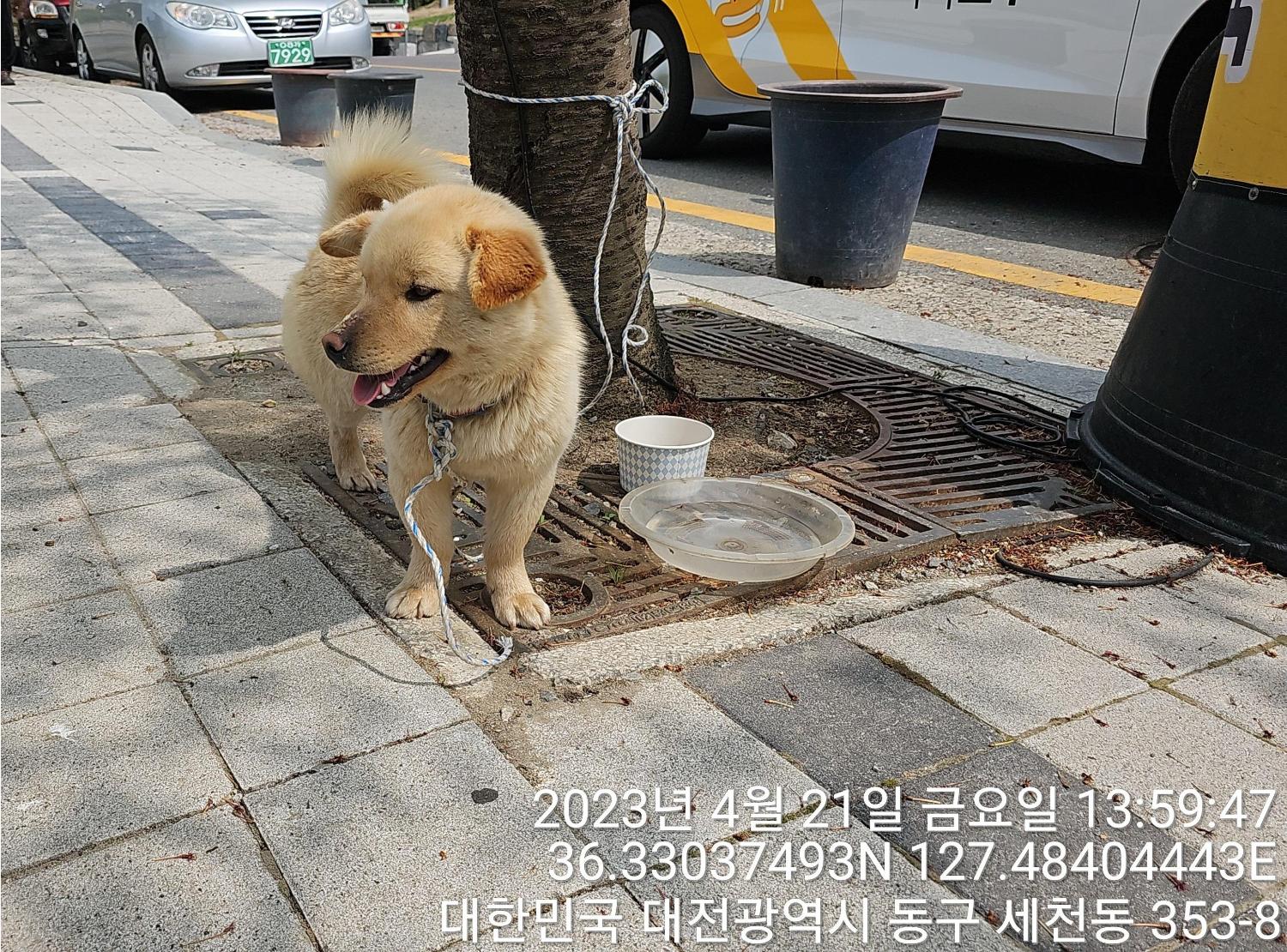 믹스견 이미지 파일 입니다.