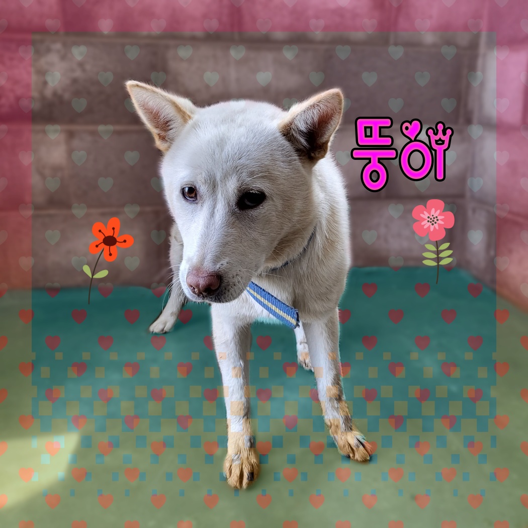 믹스견 이미지 파일 입니다.