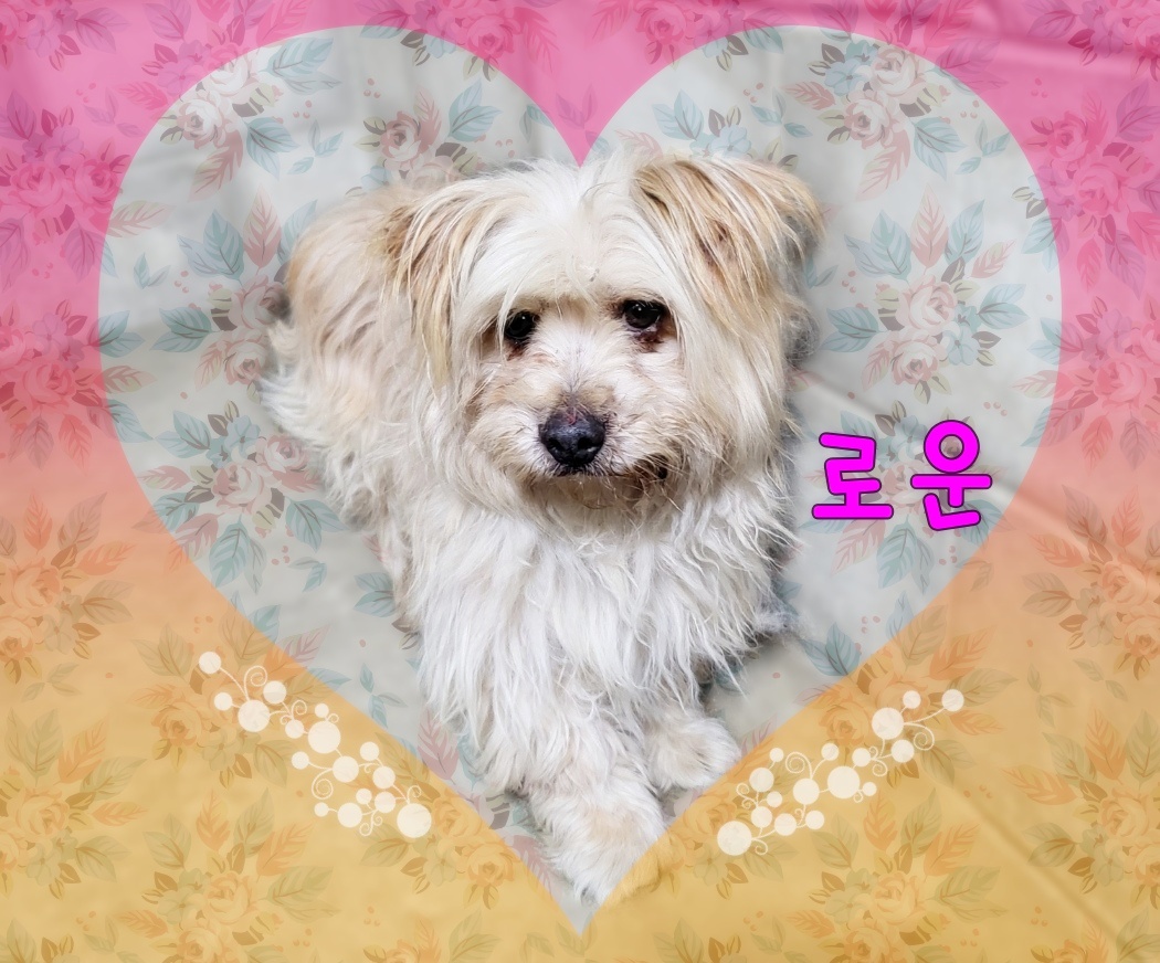 믹스견 이미지 파일 입니다.