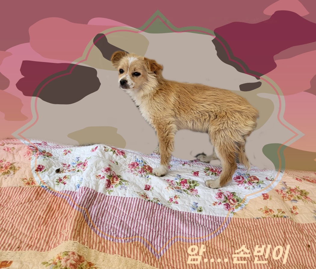 믹스견 이미지 파일 입니다.