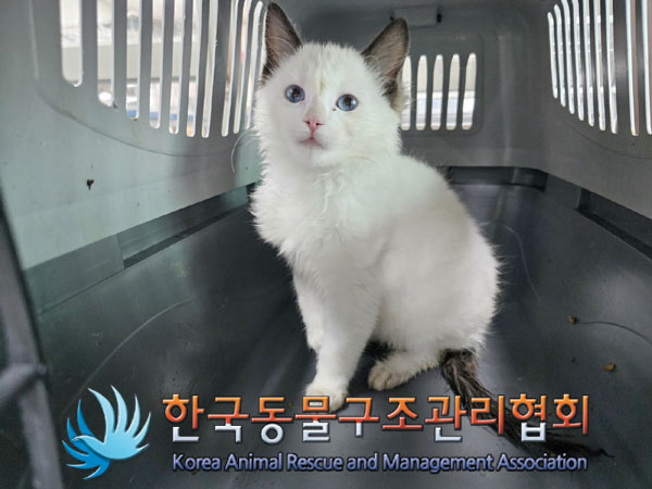 레그돌 이미지 파일 입니다.