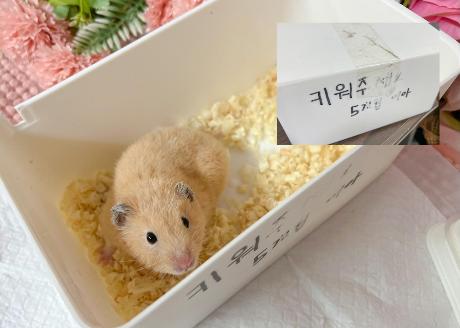 [기타축종] 골든햄스터 이미지 파일 입니다.