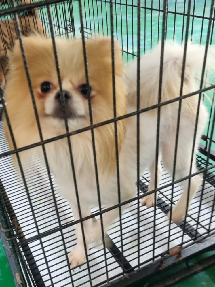 포메라니안 이미지 파일 입니다.