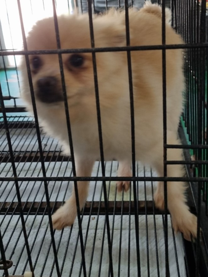 포메라니안 이미지 파일 입니다.